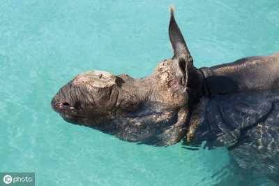 ​爪哇犀牛（Rhinoceros sondaicus）