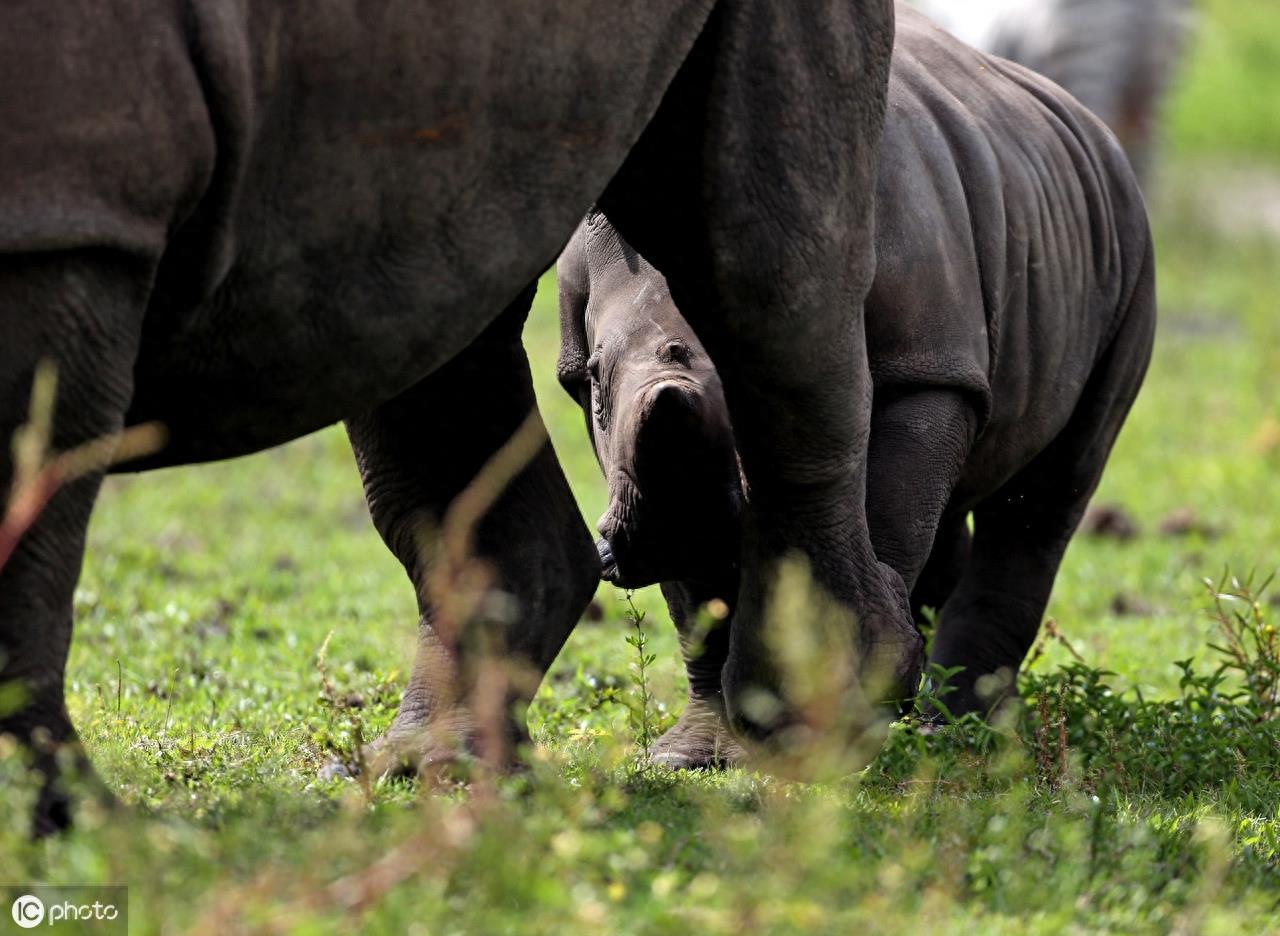 爪哇犀牛（Rhinoceros sondaicus）