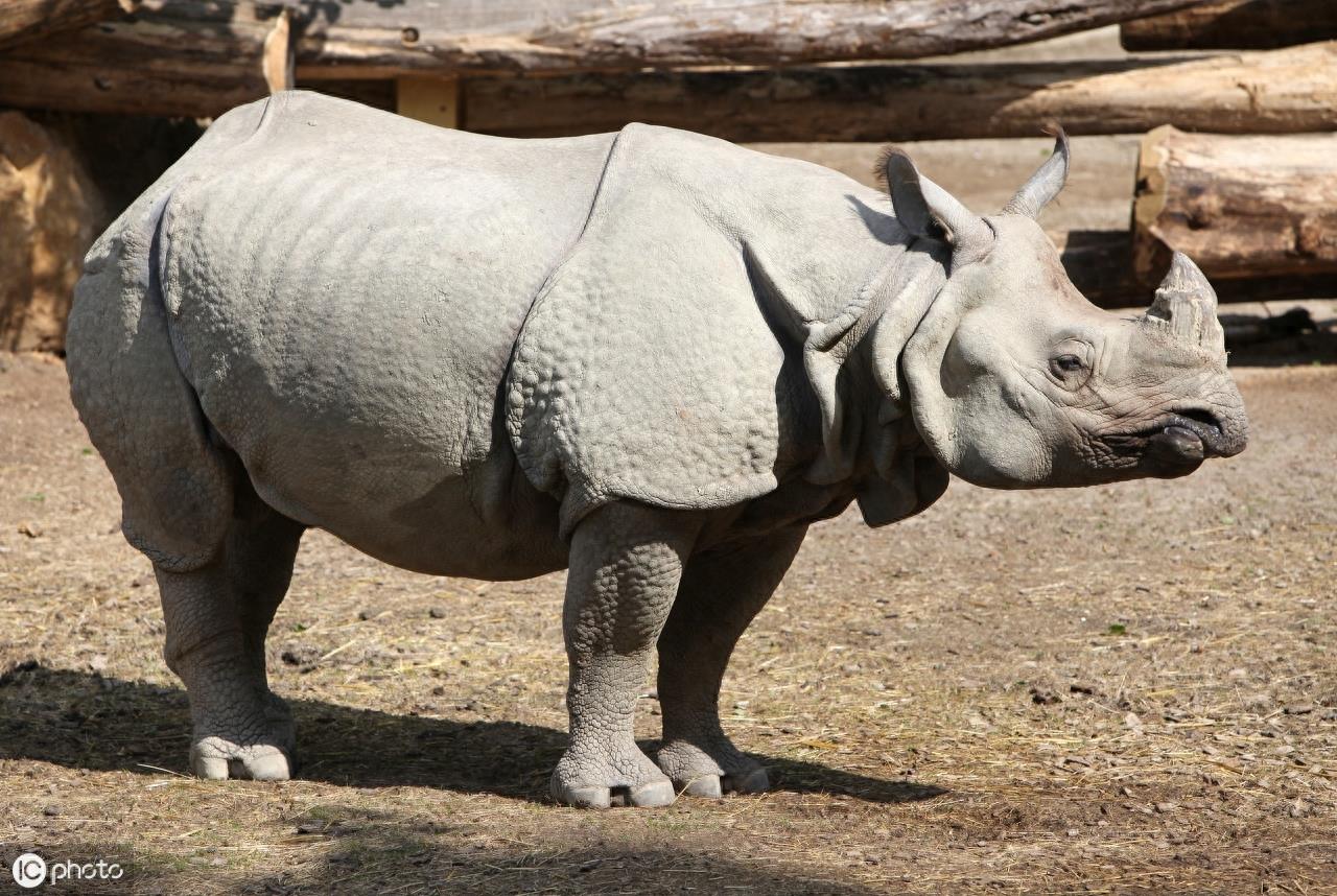 爪哇犀牛（Rhinoceros sondaicus）