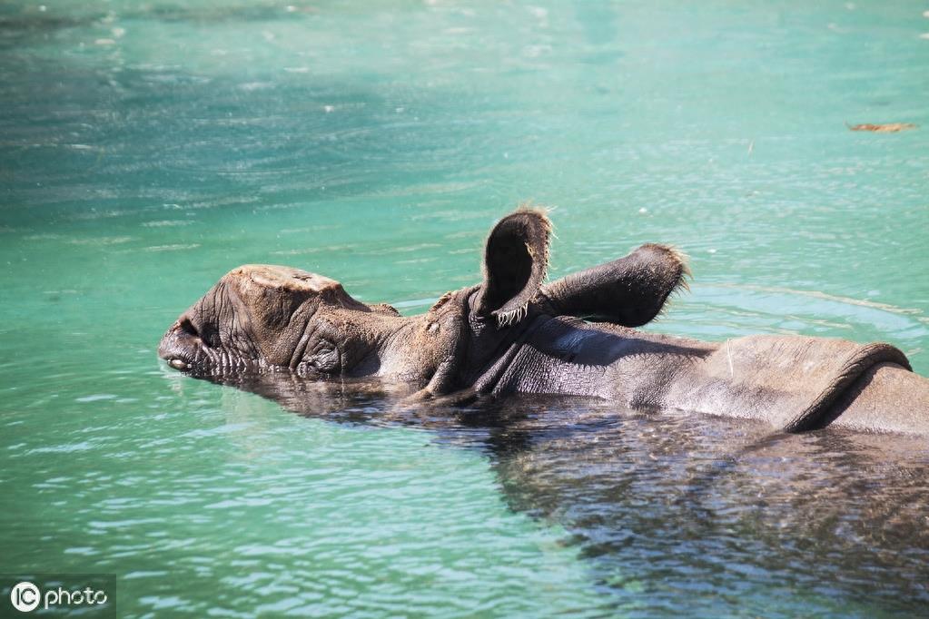 爪哇犀牛（Rhinoceros sondaicus）