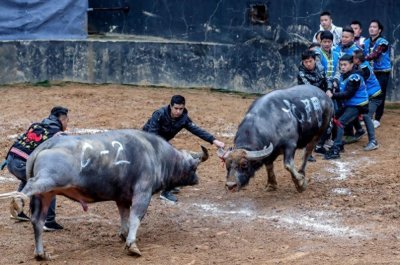 ​有些地方斗牛民俗变味：牛不耕地，人不务工