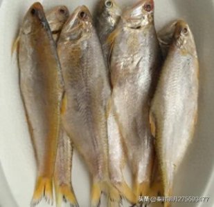 ​山东人吃的黄鲫子鱼