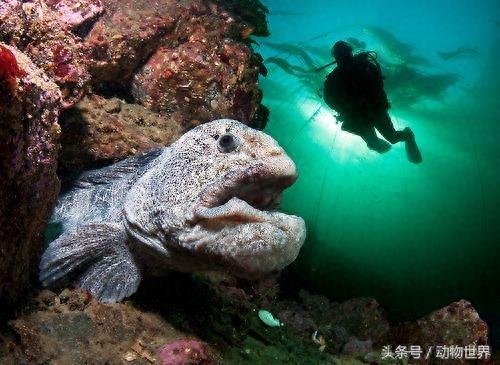 凶猛的海洋鱼类-狼鳗
