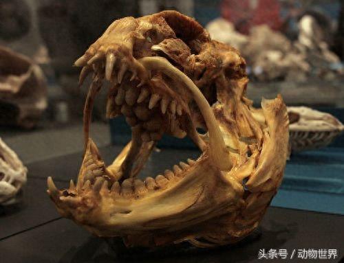 凶猛的海洋鱼类-狼鳗