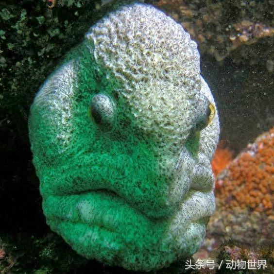 凶猛的海洋鱼类-狼鳗