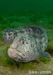 ​凶猛的海洋鱼类-狼鳗