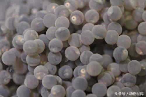 凶猛的海洋鱼类-狼鳗