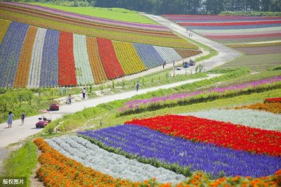 ​喜欢拍花的朋友，北京11个免费的花海，每个季节都有花可赏