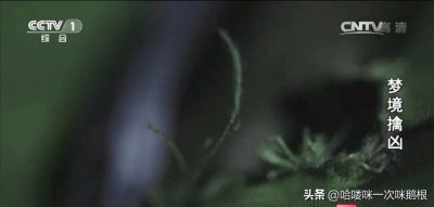 ​奇案！弟弟失踪，姐姐根据梦境竟然真的找到被害尸体！