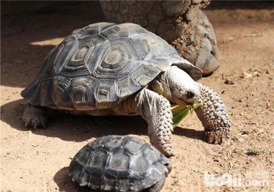 ​加拉帕戈斯象龟，世界第一大陆龟