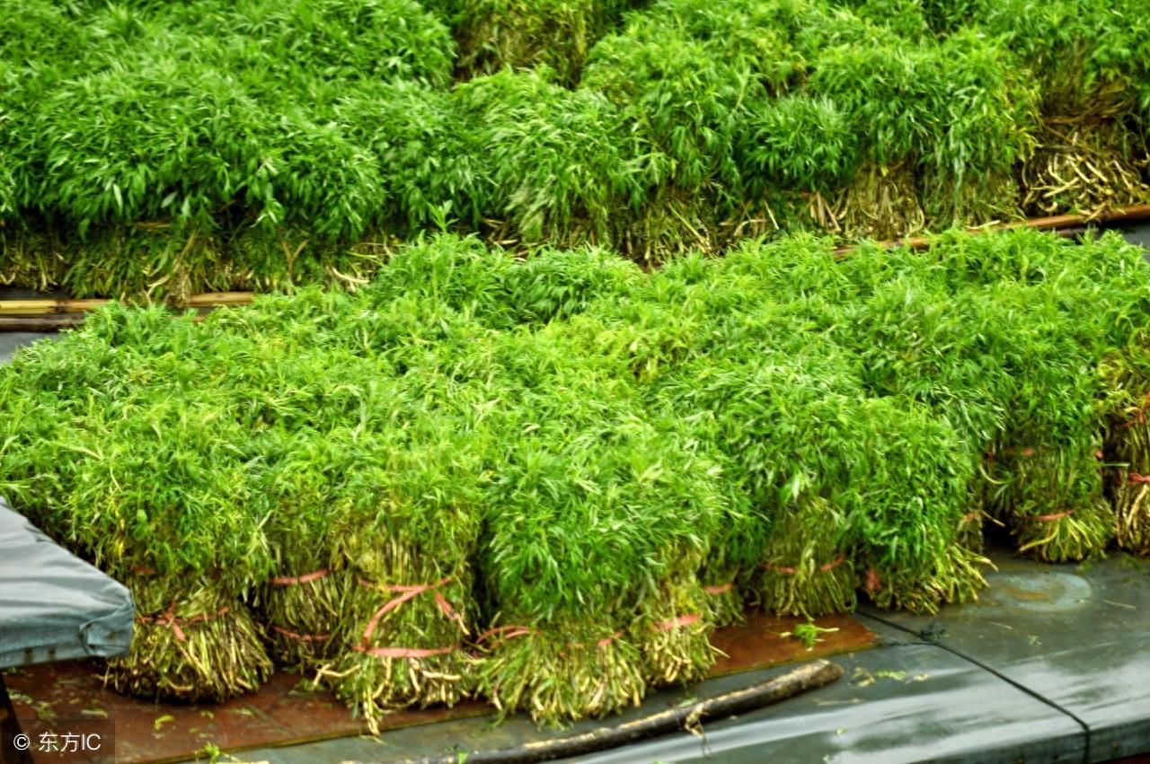 寻味中国：一道闻名遐尔，风味独特的优良野菜——泥蒿