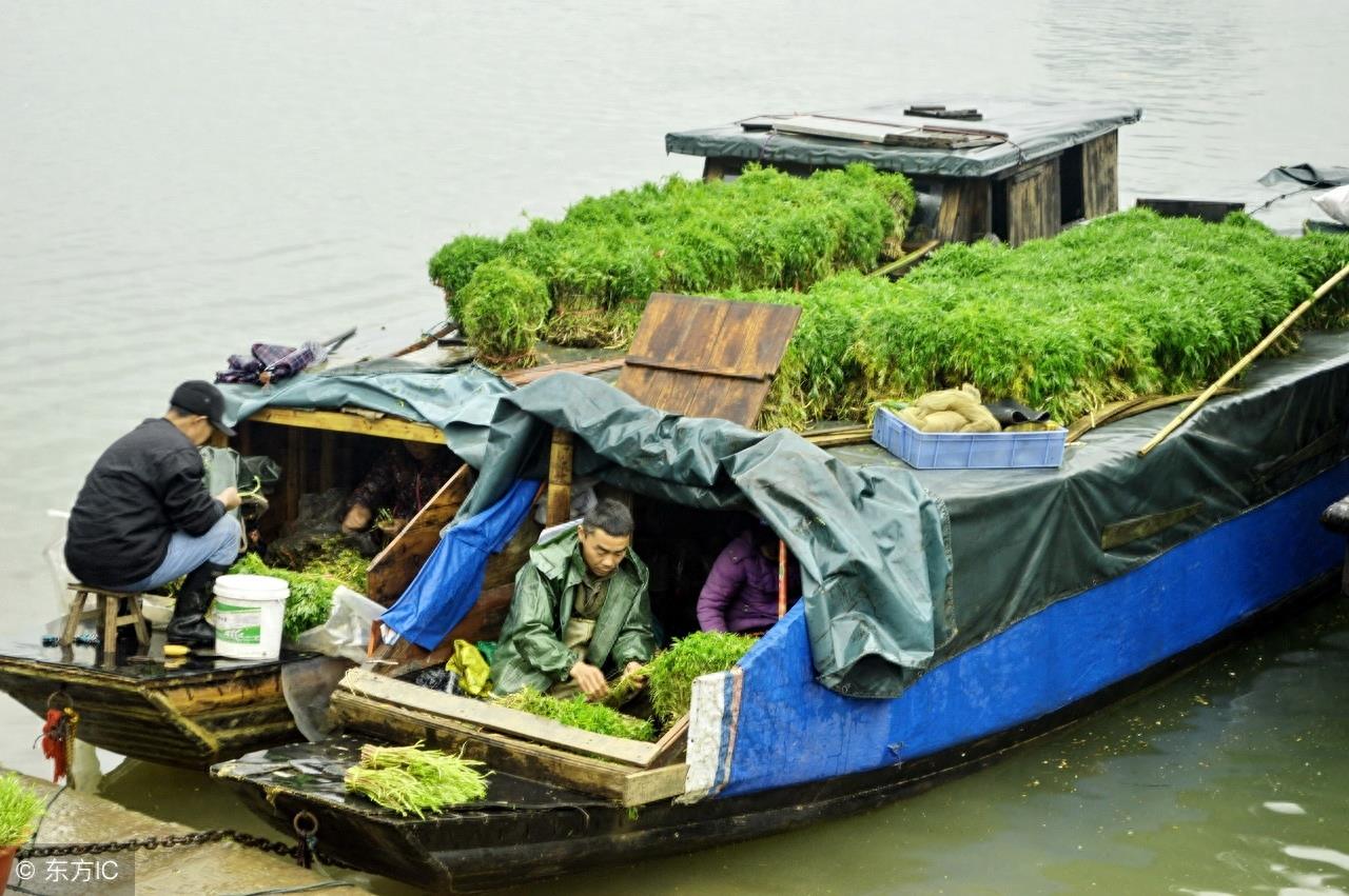 寻味中国：一道闻名遐尔，风味独特的优良野菜——泥蒿