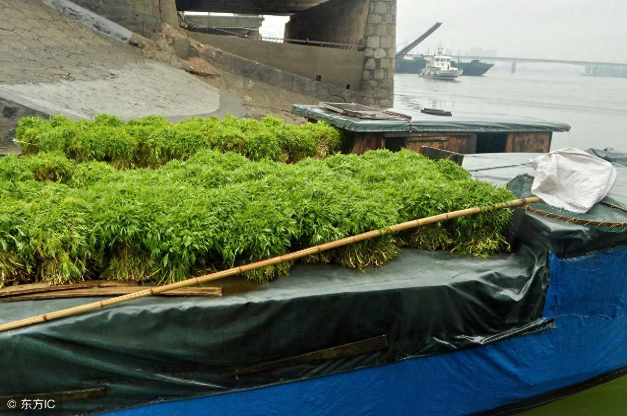 寻味中国：一道闻名遐尔，风味独特的优良野菜——泥蒿