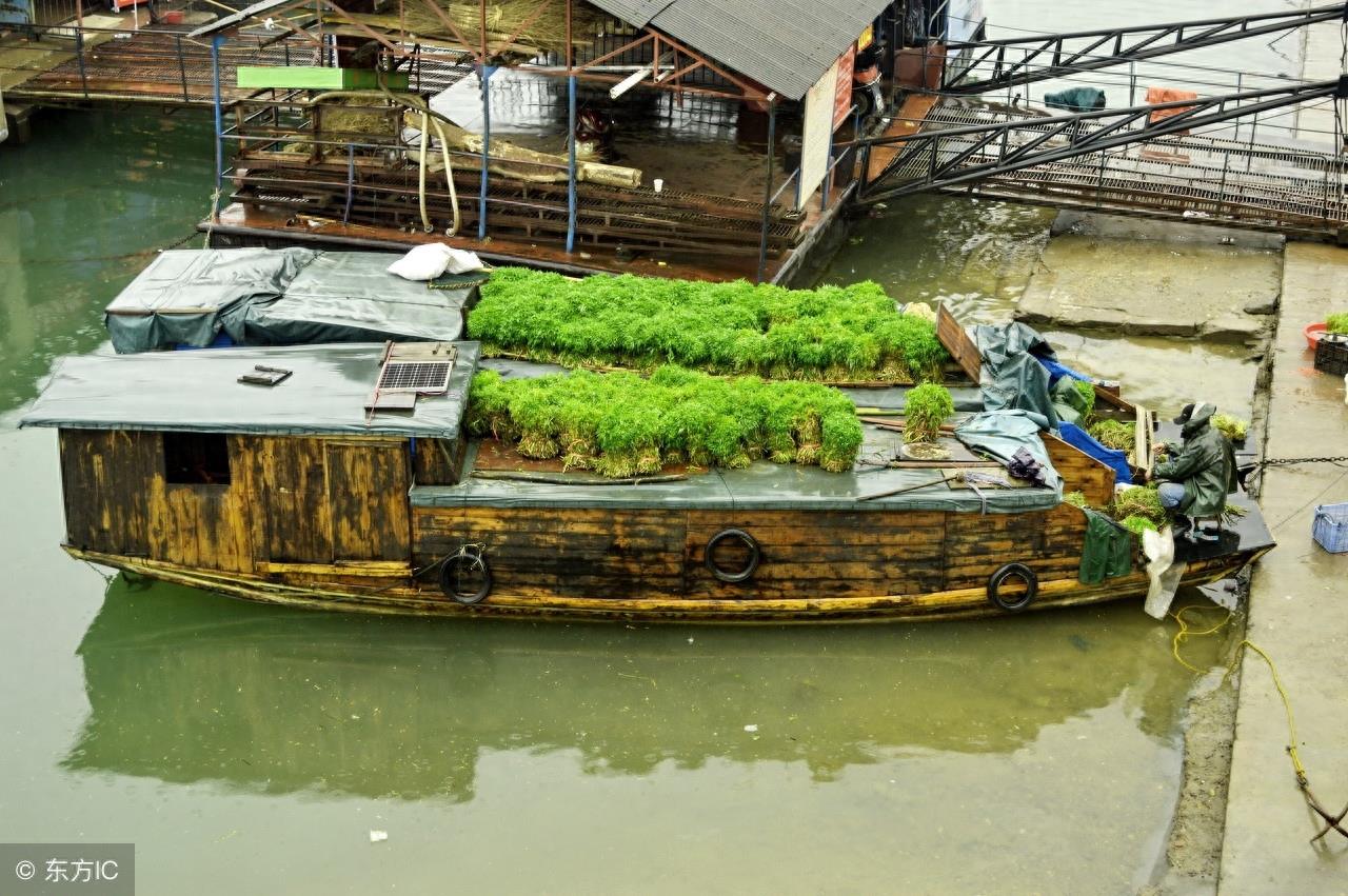 寻味中国：一道闻名遐尔，风味独特的优良野菜——泥蒿