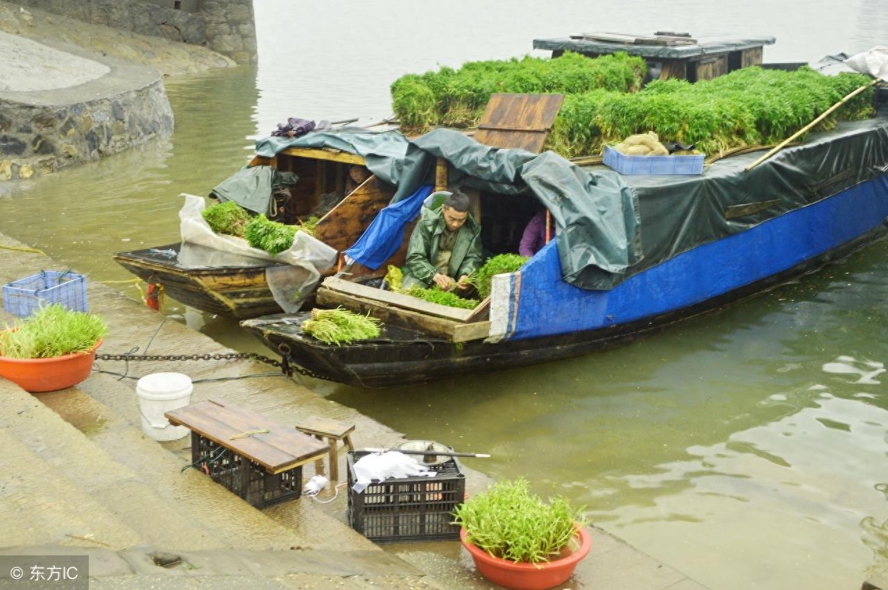 寻味中国：一道闻名遐尔，风味独特的优良野菜——泥蒿