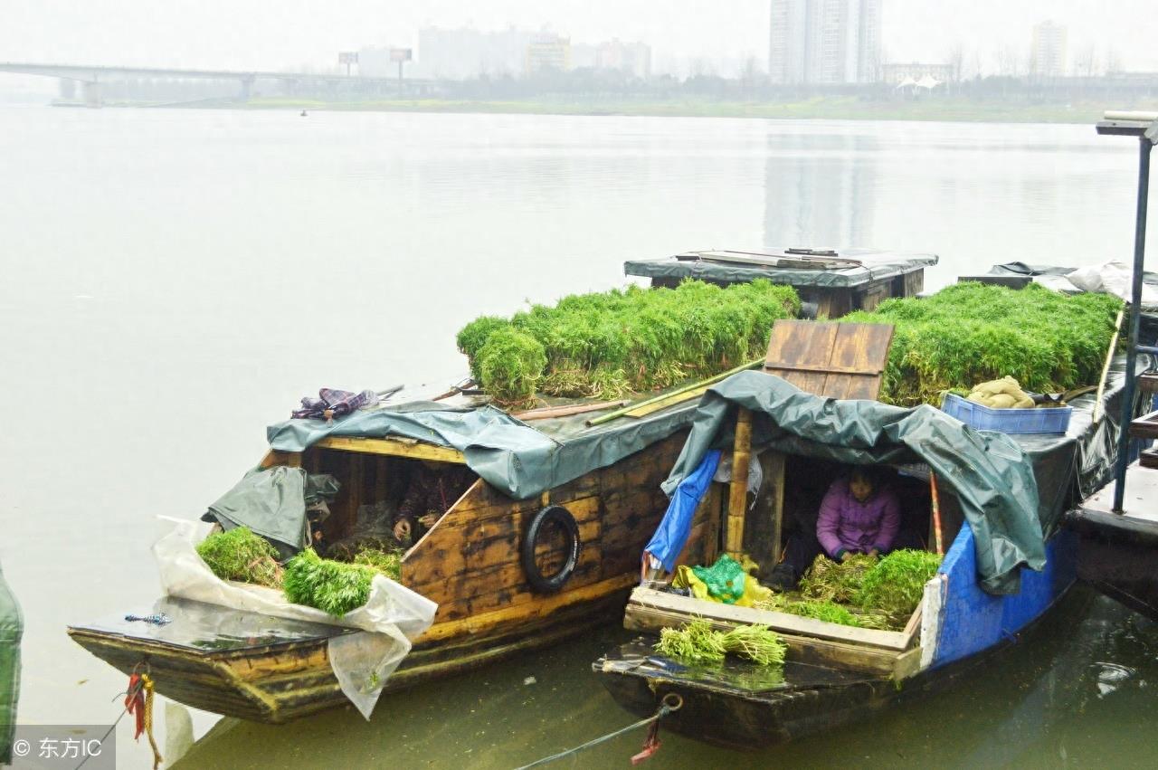 寻味中国：一道闻名遐尔，风味独特的优良野菜——泥蒿