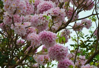 ​植物百科: 红花风铃木