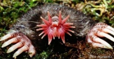 ​现实世界的神奇宝贝（一）-挖地鼠“星鼻鼹”