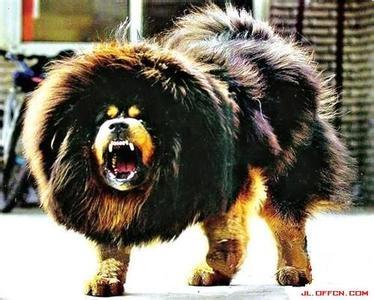 世界上战斗力最强名犬排名