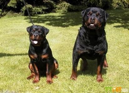 世界上战斗力最强名犬排名