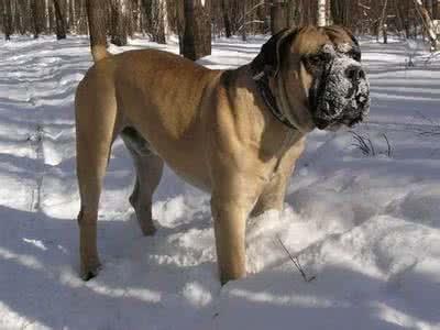 世界上战斗力最强名犬排名