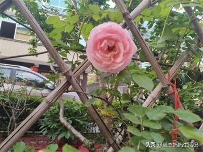 ​月季花的花语是什么？