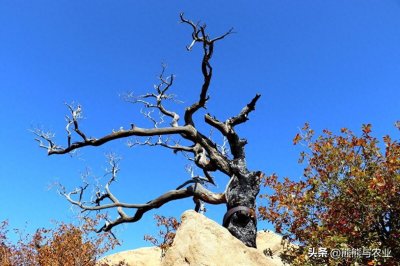 ​雷击木的作用，雷击木很贵吗，这是做什么用的