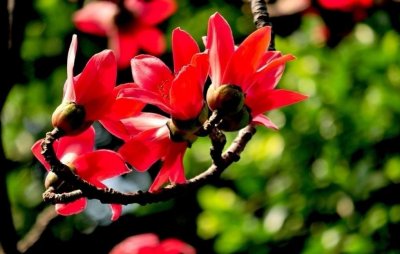 ​你是一树一树的花开，是燕在梁间呢喃，-你是爱，是暖，是希望