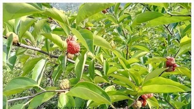 ​拓木珍稀树种：文化遗产与自然宝库的保护挑战