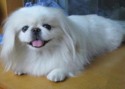 ​独属于中国的小福狗，乖巧可爱，难道你不想养一只吗？