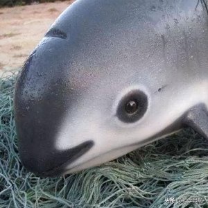 ​世界上十大珍稀动物，看一眼少一眼，国宝大熊猫竟排不上号!