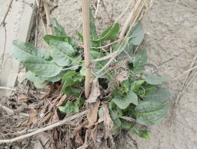 ​生于农地，俗称土大黄，根系含“黄金”，农民见到就收割，太珍贵