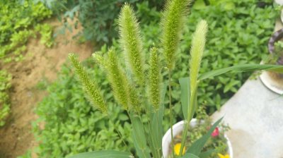 ​狗尾巴草是个宝，常用来煮水喝，或能帮助解决5大问题