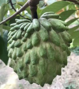 ​一种像吃冰淇淋一样的水果，凤梨释迦果的全面讲解