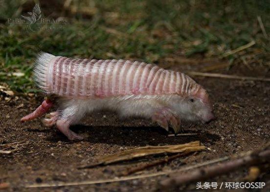 粉红仙女犰狳，只存在阿根廷的超级罕见野生动物，抗压能力超级差