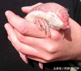 粉红仙女犰狳，只存在阿根廷的超级罕见野生动物，抗压能力超级差