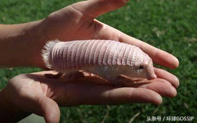 粉红仙女犰狳，只存在阿根廷的超级罕见野生动物，抗压能力超级差