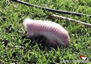 粉红仙女犰狳，只存在阿根廷的超级罕见野生动物，抗压能力超级差