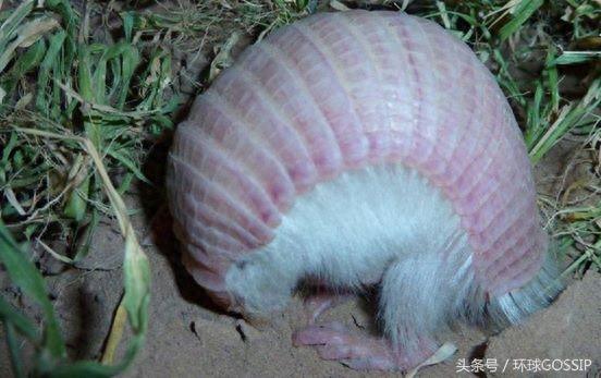 粉红仙女犰狳，只存在阿根廷的超级罕见野生动物，抗压能力超级差
