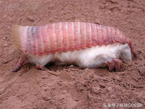 粉红仙女犰狳，只存在阿根廷的超级罕见野生动物，抗压能力超级差