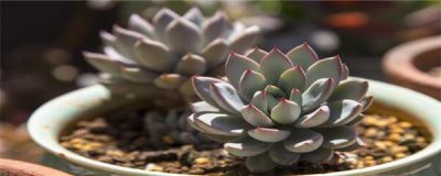 ​多肉冬天怎么养