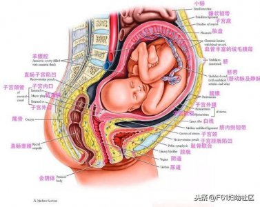 ​孕妇子宫解剖示意图及孕期子宫变化