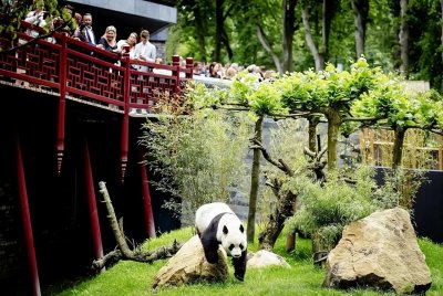 ​芬兰养大熊猫养到破产，年年亏损100万欧元，大熊猫华豹将被退租