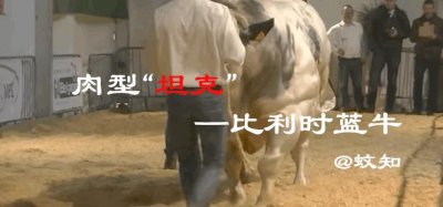 ​比利时蓝牛：不惜近亲繁殖打造品种，诞生只为多产肉