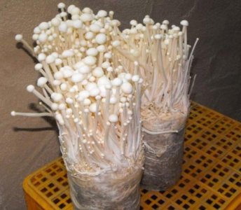 ​盆栽食用菇：将金针菇根这样栽培，半个月就能割一茬长一茬