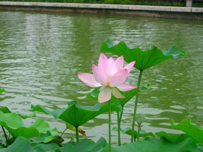 ​佛陀的十大弟子都是谁？