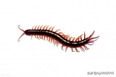 ​蜈蚣进家里预示什么