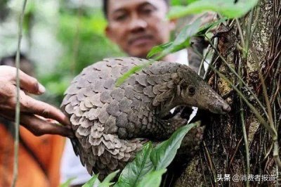 ​责任消费特辑之「穿山甲」：即将被吃至绝种的“野味”！