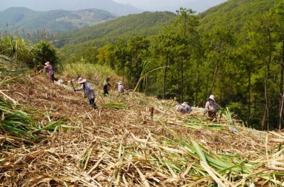 ​平村乡：春耕好时节 种蔗收蔗忙