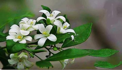 ​海桐～著名的观花、观果植物